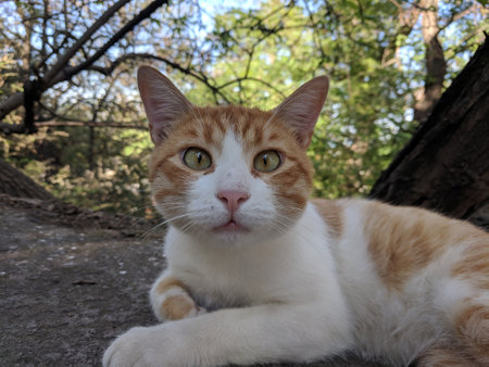 ginger cat lying on the ground in the park and looking at the camera