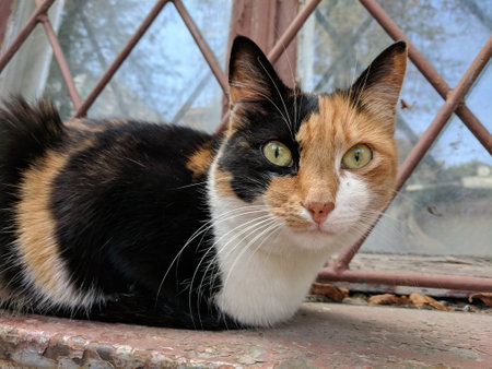 Tricolor cat sitting on the windowsill and looking at the camera
