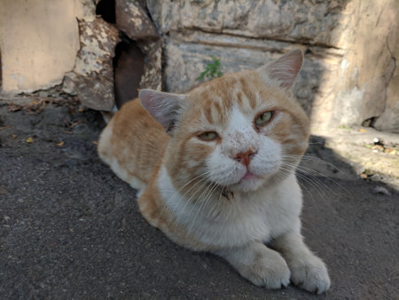 Cute ginger cat sitting on the ground and looking at the camera