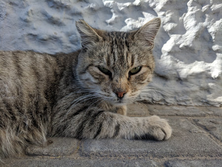 Cat on the street in the old town of Rhodes, Greece.