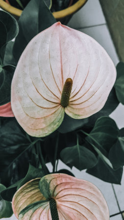 Beautiful anthurium flower in the garden - Vintage filter effect