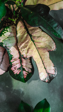 Close up of Caladium bicolor variegated leaves.