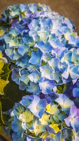 Blue hydrangea flowers in the garden, Hydrangea macrophylla