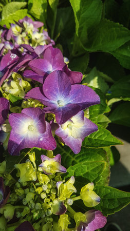 Purple Hydrangea flower in the garden. (Hydrangea macrophylla)