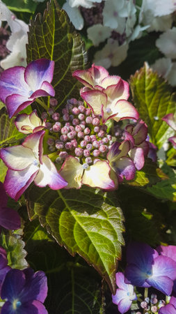 Hydrangea macrophylla, close up of pink and white flowers