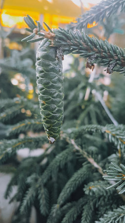 Green fir tree with cones in the garden. Selective focus.