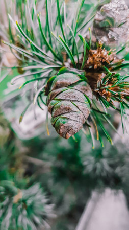 Close up of pine cone on christmas tree with blurred background.の写真素材