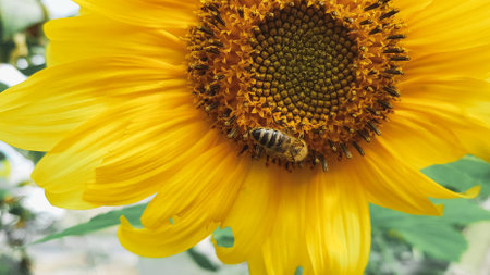 Bee on sunflower. Sunflower blooming in the garden.