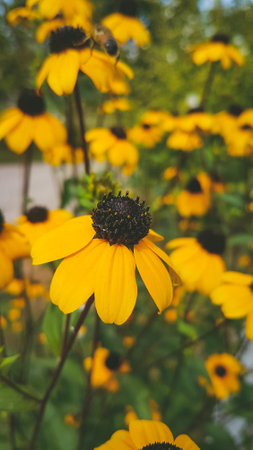 Rudbeckia fulgida, commonly known as black-eyed Susan, black-eyed Susan or black-eyed Susan.