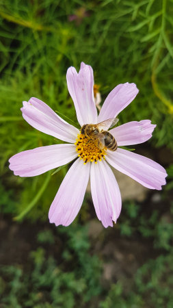 Bee on cosmos flower (Cosmos bipinnatus) in garden