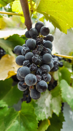 Bunch of black grapes on vine in vineyard, close upの写真素材