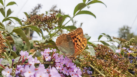 butterfly on a lilac flower in the summer garden.