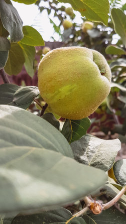 Quince fruit on the tree. Quince is a genus of deciduous trees in the quince family.の写真素材