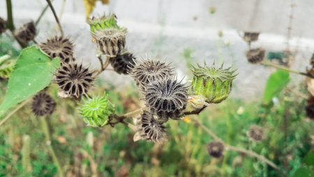 Dry flowers of burdock in the garden, close-up.の写真素材
