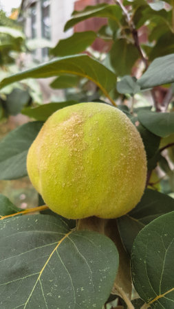 Quince fruit on the tree with green leaves in the garden.の写真素材