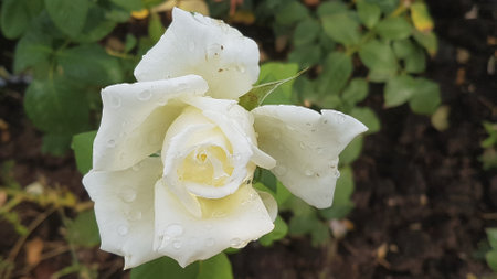 White rose with water droplets on the petals in the gardenの写真素材