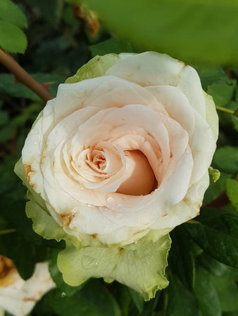 White rose with water drops on petals. Close-up.の写真素材
