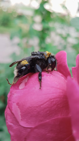 Bumblebee on a pink peony flower. Shallow depth of field.の写真素材