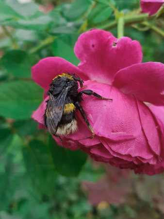 Bumblebee collecting nectar on a pink rose flower in the gardenの写真素材