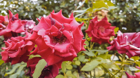 Red roses blooming in the garden on a sunny summer day.の写真素材