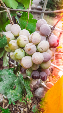 Grapes on the vine in the vineyard in the autumnの写真素材