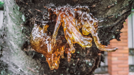 Honey dripping from a tree in the park, close-upの写真素材