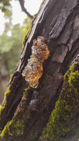 Close-up of a yellow lichen on a tree trunk.の写真素材