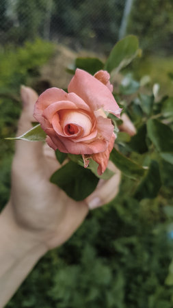 Pink rose in a woman's hand on a background of greeneryの写真素材