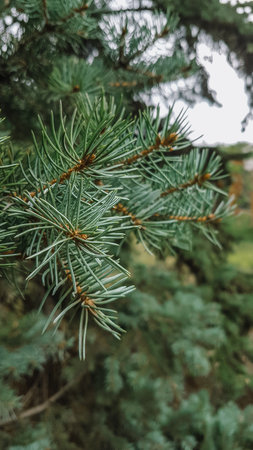 Pine tree branch with green needles closeup. Selective focus.