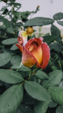 Roses in the garden, Roses are beautiful with a beautiful sunny day.の写真素材