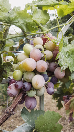 Ripe grapes on the vine in a vineyard on a sunny dayの写真素材