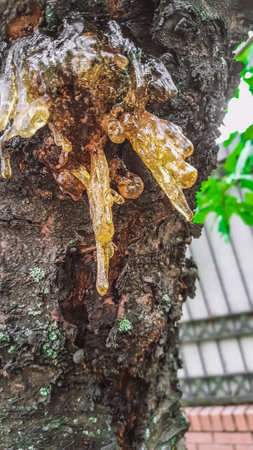 Honey dripping from a tree trunk. Honey dripping from a tree.の写真素材