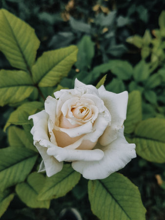 Beautiful white rose in the garden. Vintage style. Selective focus.の写真素材