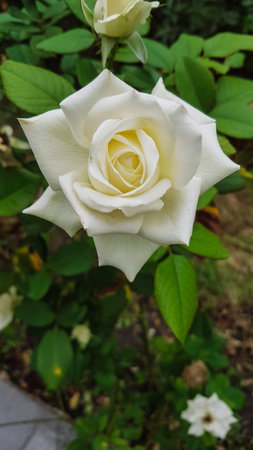 White rose in the garden. Beautiful white rose in the garden.の写真素材