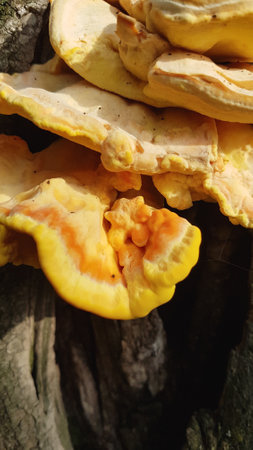 Lingzhi mushroom, Ganoderma Lucidum, Lingzhi mushroom.の写真素材