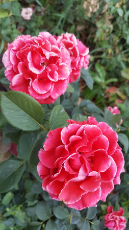Beautiful pink roses in the garden, close-up view.の写真素材