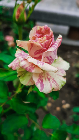 pink and white rose in the garden with green leaf background.の写真素材