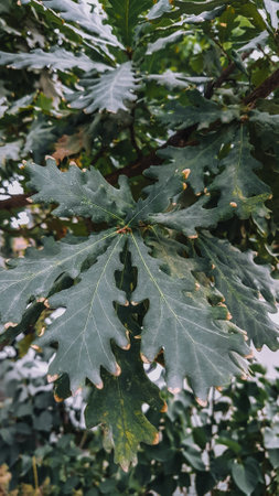 Close up of green oak leaves on the tree, natural background.の写真素材