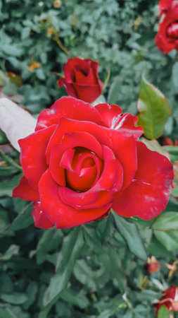 Beautiful red rose in the garden, Roses are beautiful with a beautiful sunny day.の写真素材