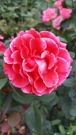 Beautiful red rose in the garden, close-up image.の写真素材