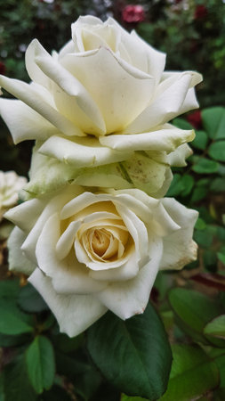 Beautiful white rose in the garden on a sunny summer day.の写真素材