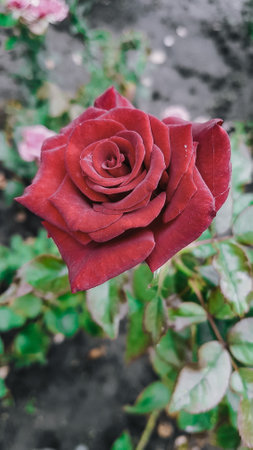 Beautiful red rose flower in the garden, Roses are beautiful with a beautiful sunny day.の写真素材