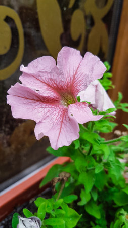 Beautiful pink petunia flower in a pot on the windowsillの写真素材