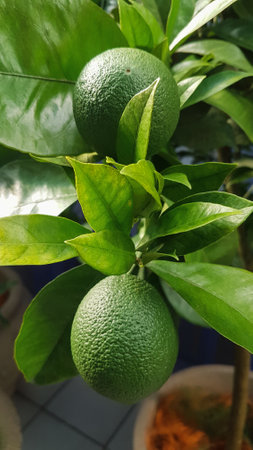 Citrus fruit on tree in the garden. Selective focus.の写真素材