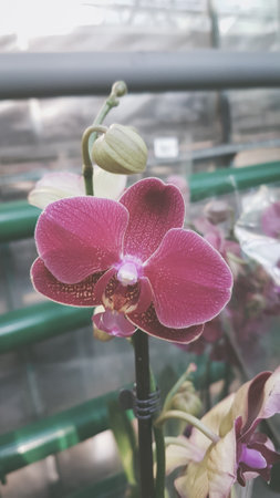 Beautiful orchids in the garden, Phalaenopsisの写真素材