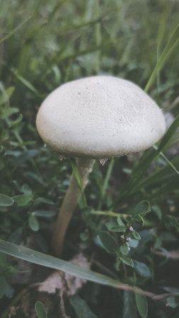 Mushroom on the grass in the garden. Selective focus.の写真素材