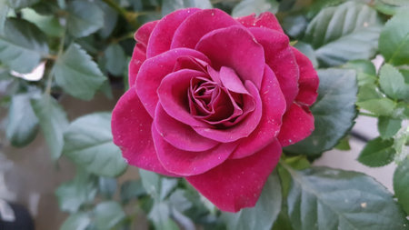 Beautiful pink rose with green leaves in the garden. Natural background.の写真素材