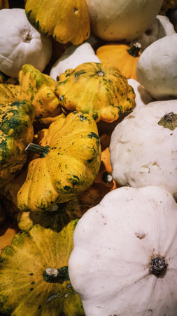 Colorful pumpkins in the autumn garden. Seasonal harvest.の写真素材