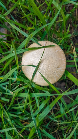 Mushroom on the green grass, top view, close-upの写真素材
