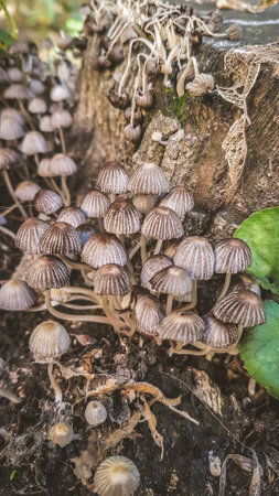 Mushrooms in the forest. Shallow depth of field.の写真素材